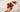 Sucettes en chocolat fleuries aux fruits rouges